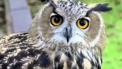 تفسير رؤية البومة في المنام