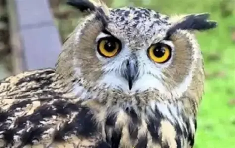 تفسير رؤية البومة في المنام