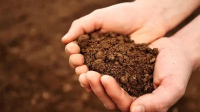 تفسير حلم أكل التراب في المنام