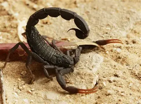 تفسير رؤية العقرب في المنام