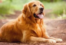 رؤية الكلاب في المنام