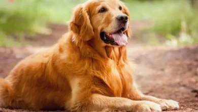 رؤية الكلاب في المنام