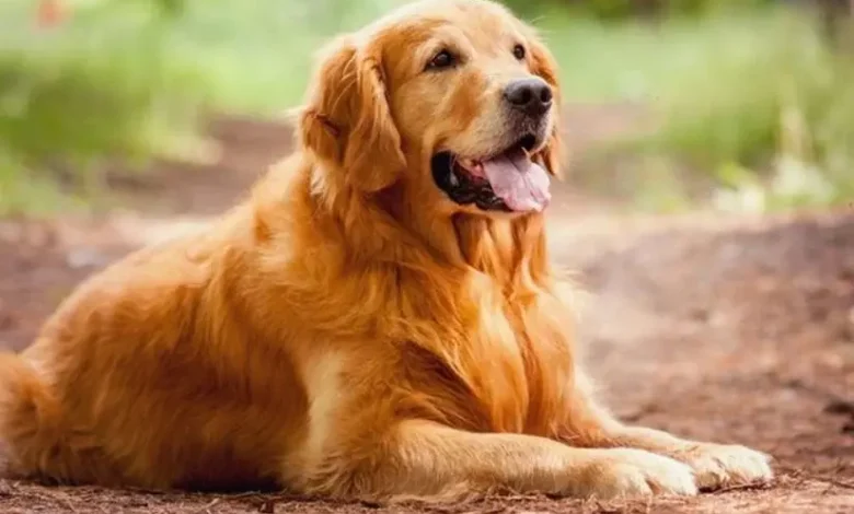 رؤية الكلاب في المنام