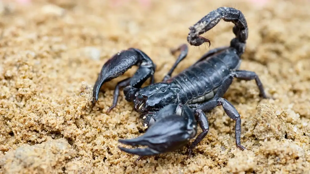 تفسير رؤية العقرب في المنام