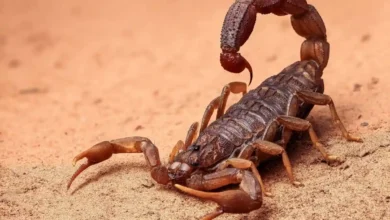 تفسير رؤية العقرب في المنام