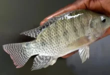 تفسير رؤية السمك في المنام للرجل