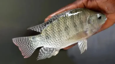 تفسير رؤية السمك في المنام للرجل